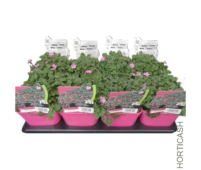 ERODIUM BISHOP S FORM