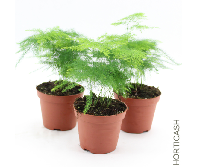 ASPARAGUS PLUMOSUS