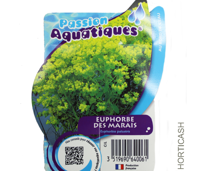 EUPHORBIA PALUSTRIS
