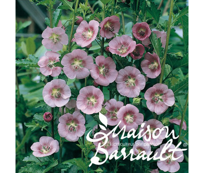 ANISODONTEA