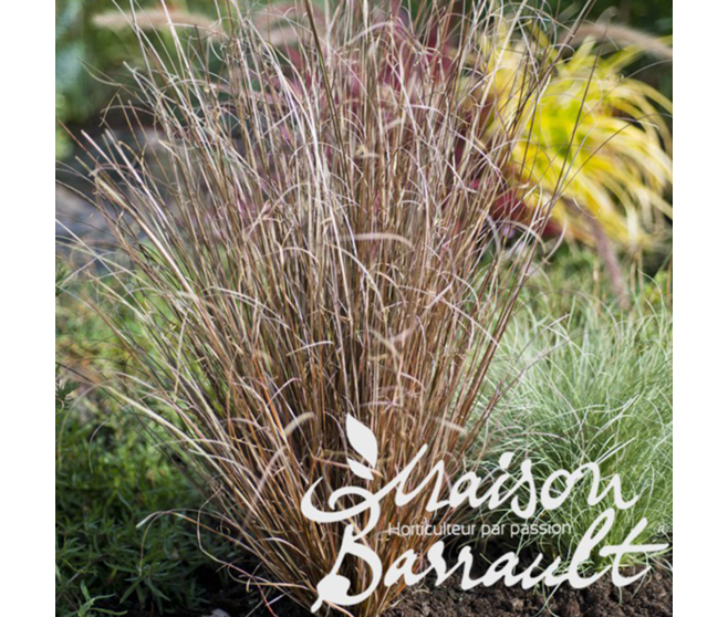 CAREX BUCHANANII