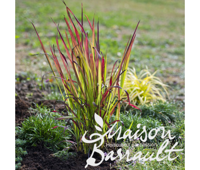 IMPERATA CYLINDRICA RED BARON