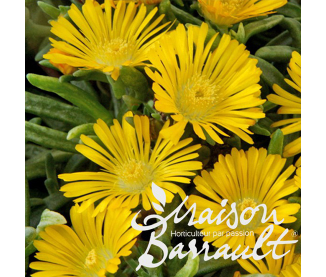 DELOSPERMA YELLOW WONDER