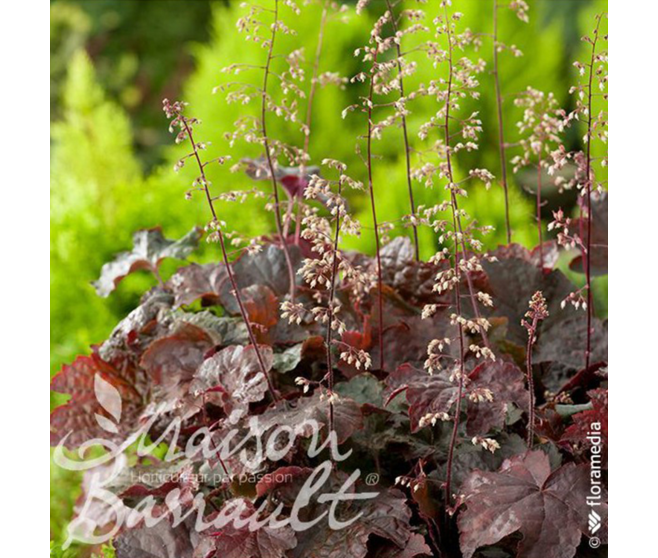 HEUCHERA MICRANTHA DARK SECRET