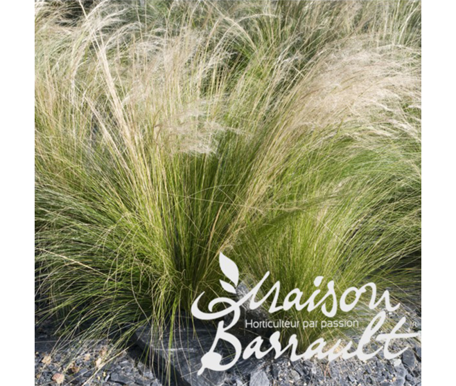 STIPA TENUISSIMA PONY TAILS