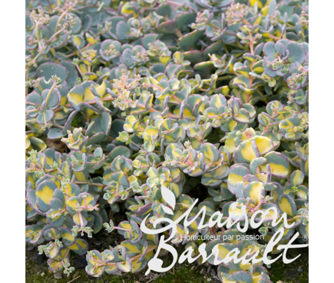 SEDUM SIEBOLDII MEDIOVARIEGATUM