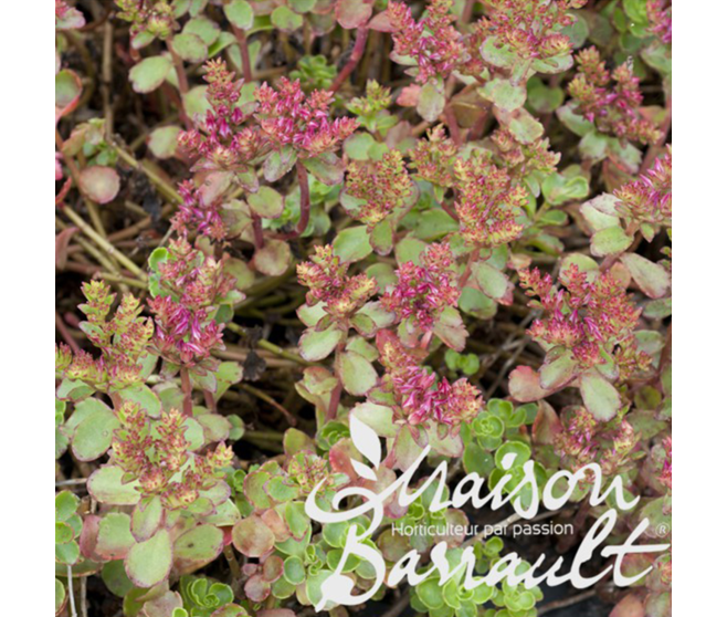 SEDUM SPURIUM COCCINEUM ATROPURPUREUM