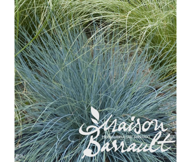 FESTUCA GLAUCA ELIJAH BLUE