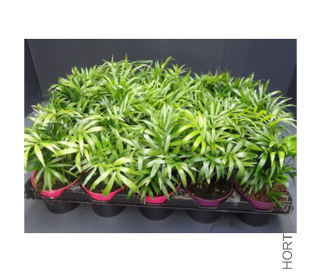 CHAMAEDOREA ELEGANS