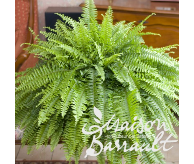 NEPHROLEPIS