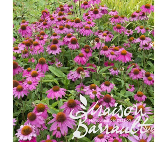 ECHINACEE POW WOW PINK