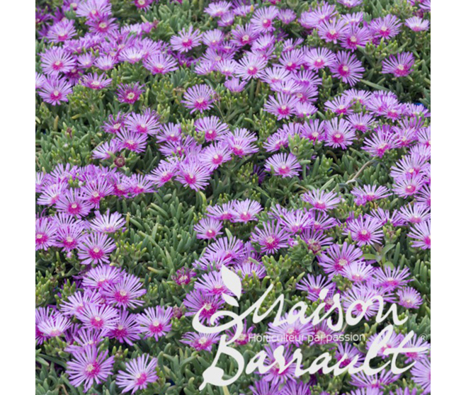 DELOSPERMA COOPERI