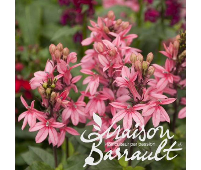 LOBELIA SPECIOSIA FAN ROSE