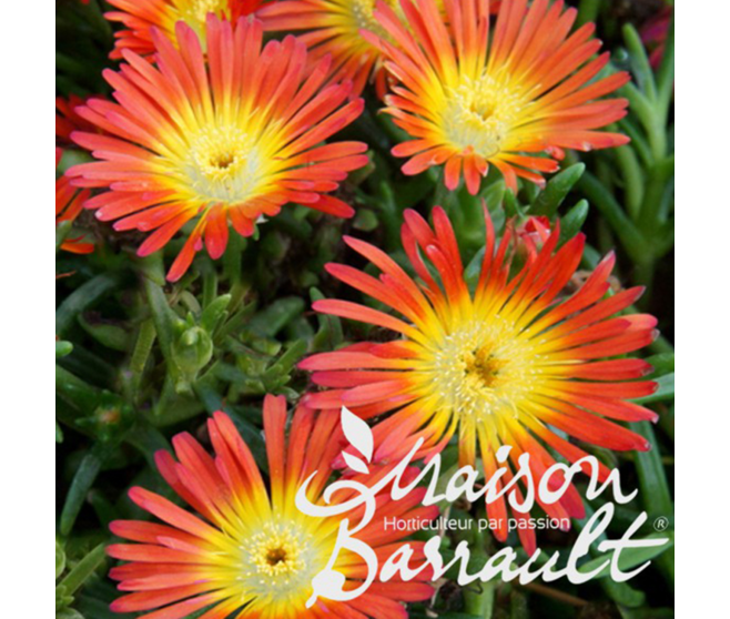 DELOSPERMA ORANGE WONDER