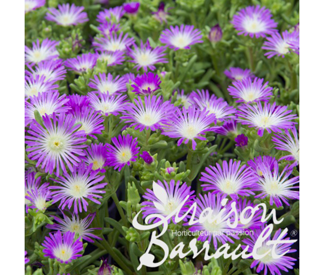 DELOSPERMA VIOLET WONDER