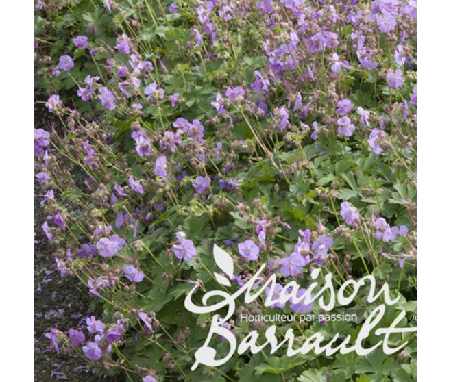GERANIUM CANTABRIGIENSE CAMBRIDGE