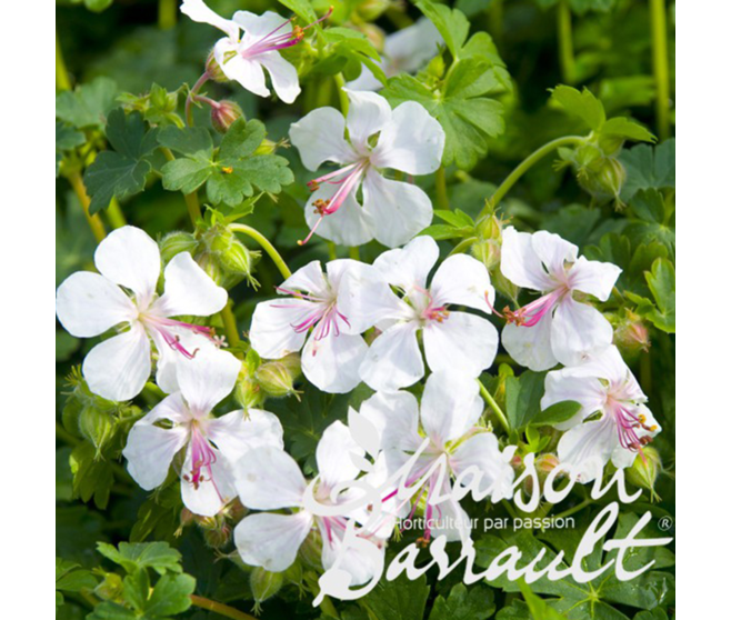 GERANIUM CANTABRIGIENSE BIOKOVO