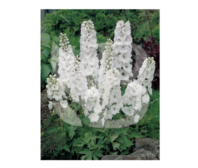 DELPHINIUM MAGIC FOUNTAIN GALAHAD