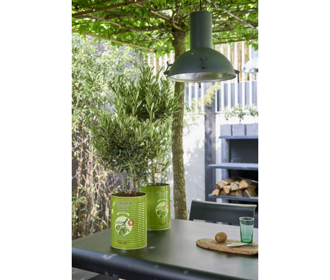 OLEA EUROPEA