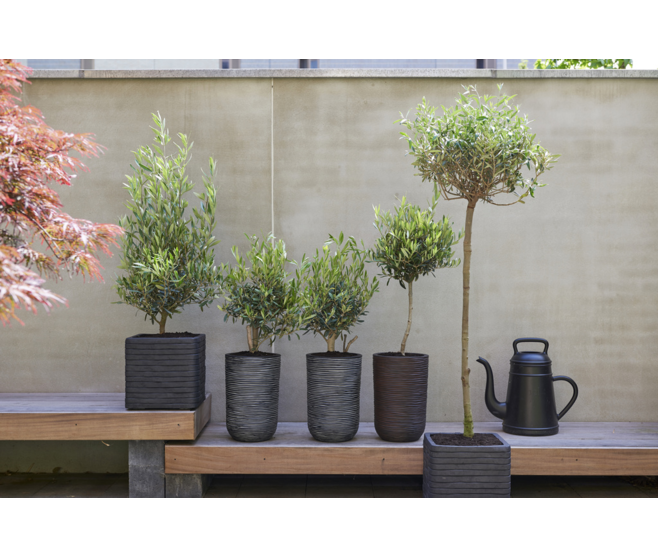 OLEA EUROPEA