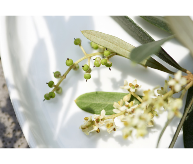 OLEA EUROPEA