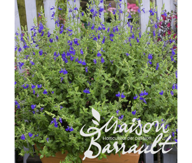 SAUGE MICROPHYLLA SO COOL BLEUE
