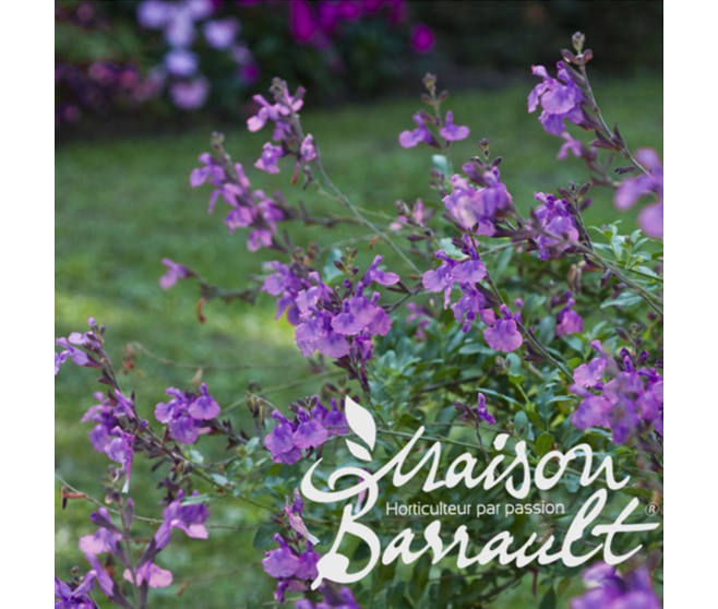 SAUGE MICROPHYLLA VIOLETTE