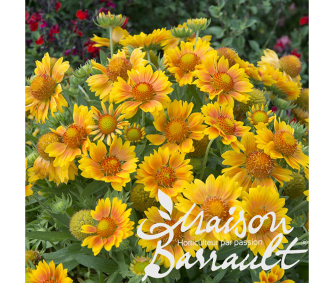 GAILLARDE ARISTATA MESA PEACH