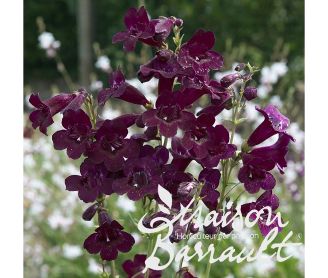 PENSTEMON BLACK BIRD