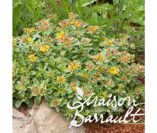 SEDUM KAMSTCHATICUM VARIEGATUM