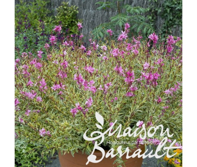 GAURA LINDHEIMERI PINK PANACHE