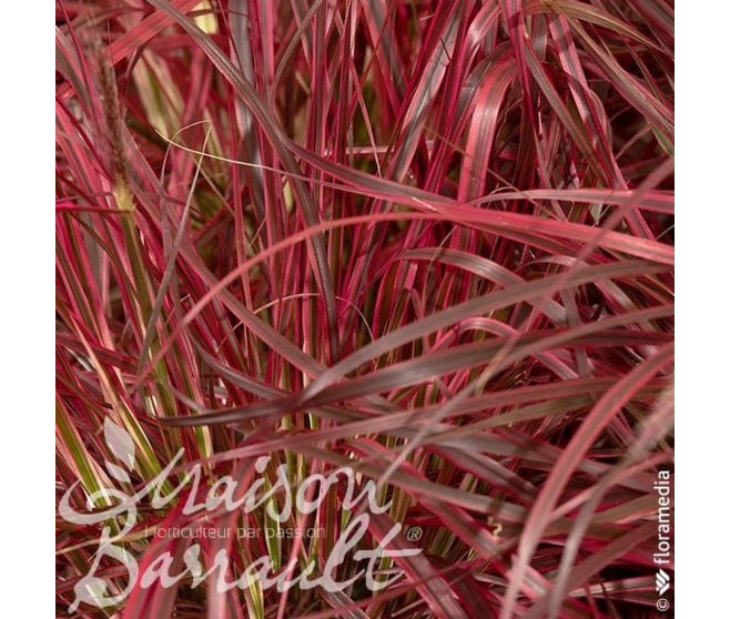 PENNISETUM ADVENA FIREWORKS