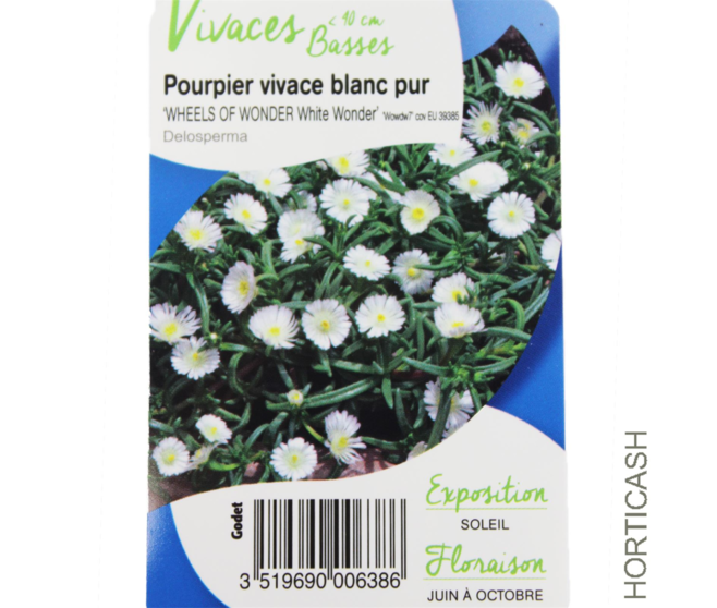 DELOSPERMA WHITE WONDER