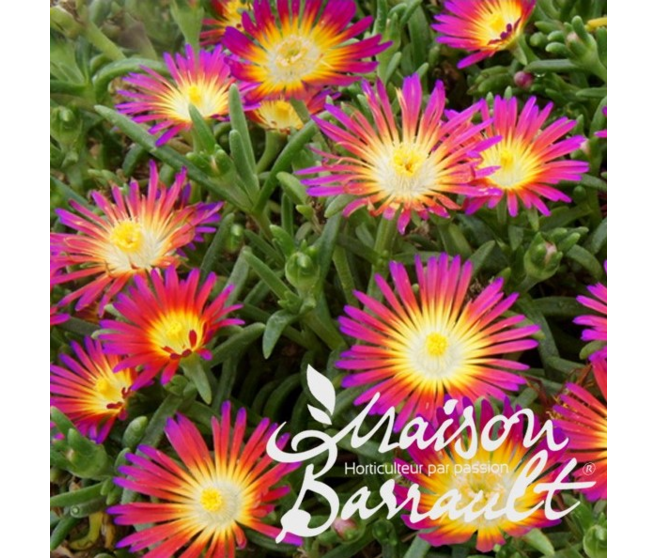 DELOSPERMA HOTPINK WONDER