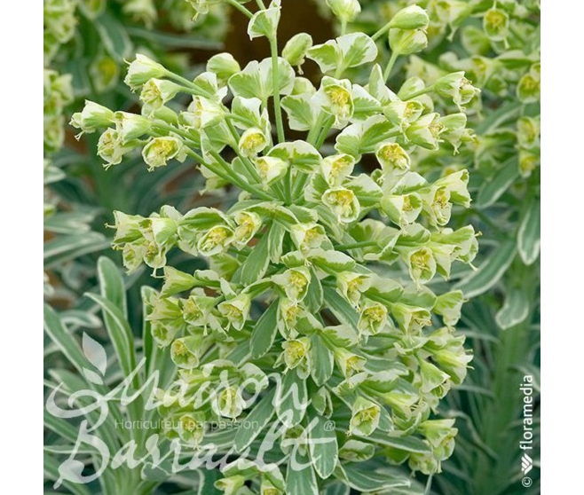 EUPHORBIA CHARACIAS GLACIER BLUE
