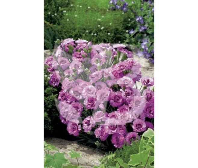 OEILLET PLUMARIUS RASPBERRY SUNDAE