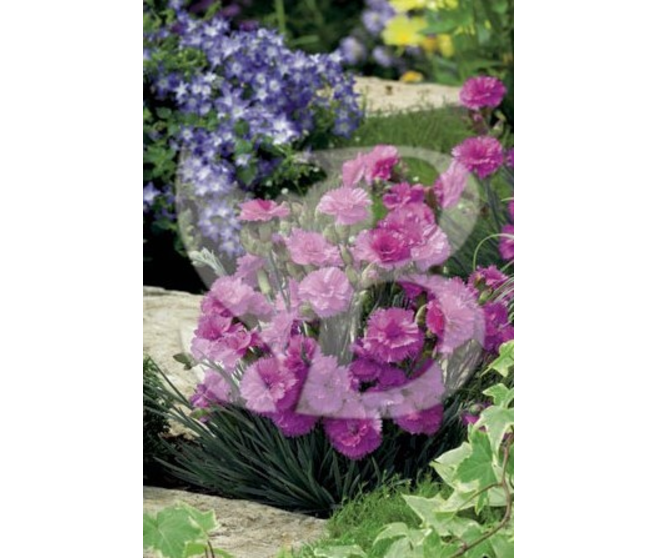 OEILLET PLUMARIUS TICKLED PINK