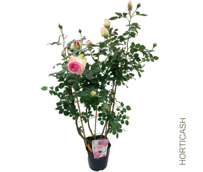ROSIER P RONSARD PALISSE