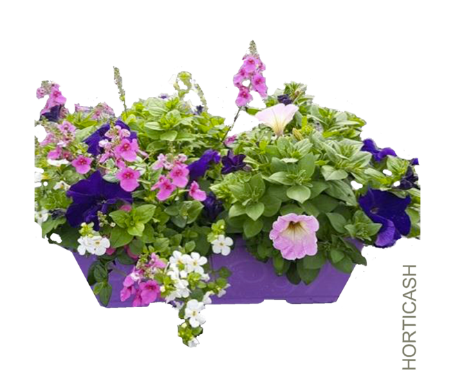 PLANTES MASSIF MELANGE JARD COLOREE