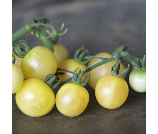 TOMATE CERISE MIRABELLE BLANCHE