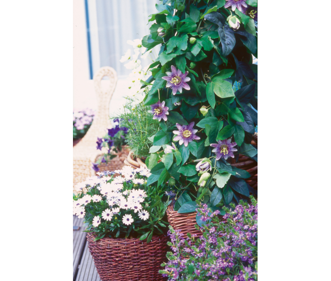 OSTEOSPERMUM COUPE