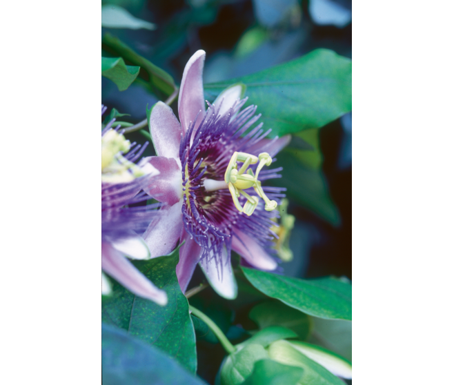 PASSIFLORE CAERULEA