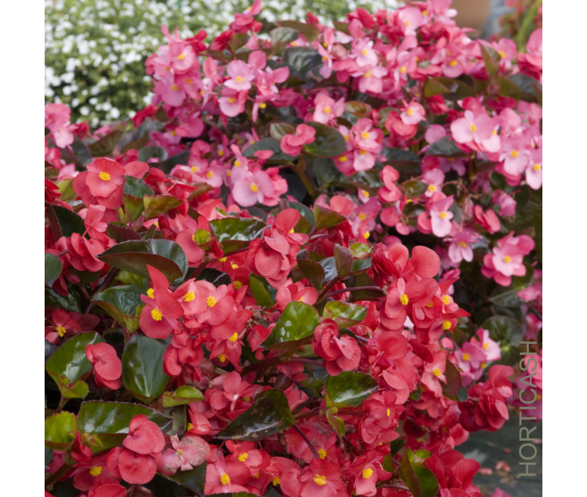 BEGONIA DRAGON WINGS BQ6