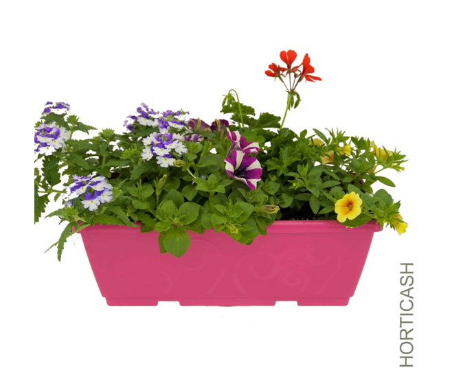 PLANTES MASSIF MELANGE JARD