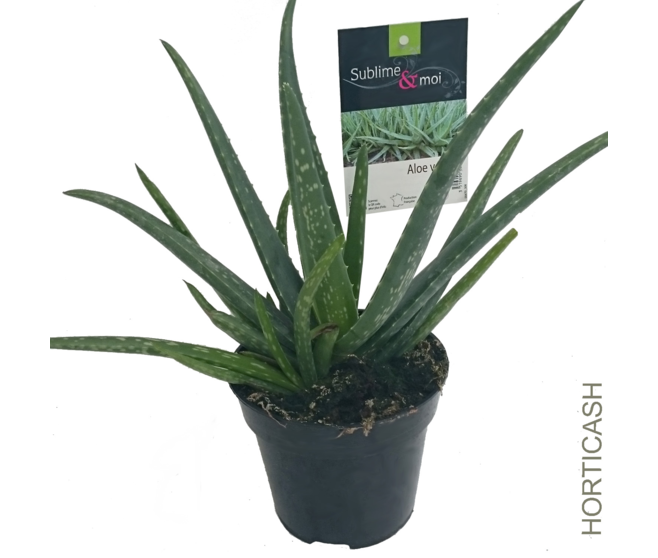 ALOE VERA