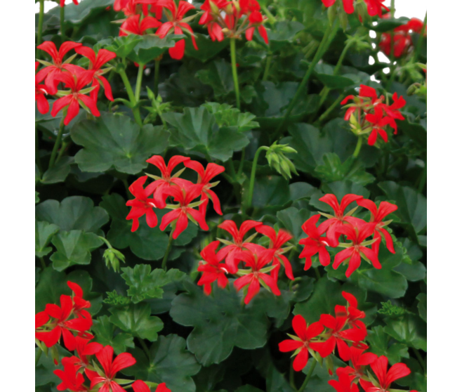GERANIUM LIERRE SIMPLE BQ10