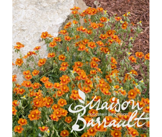 HELIANTHEMUM BEN HECKLA