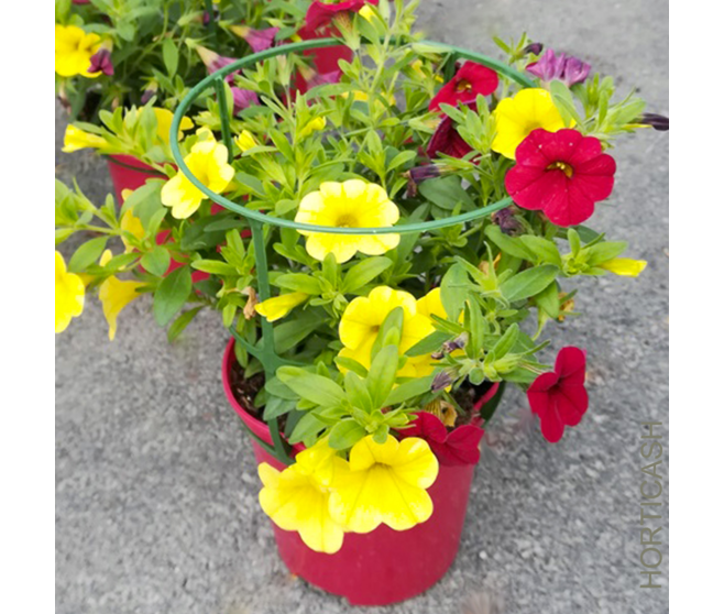 CALIBRACHOA
