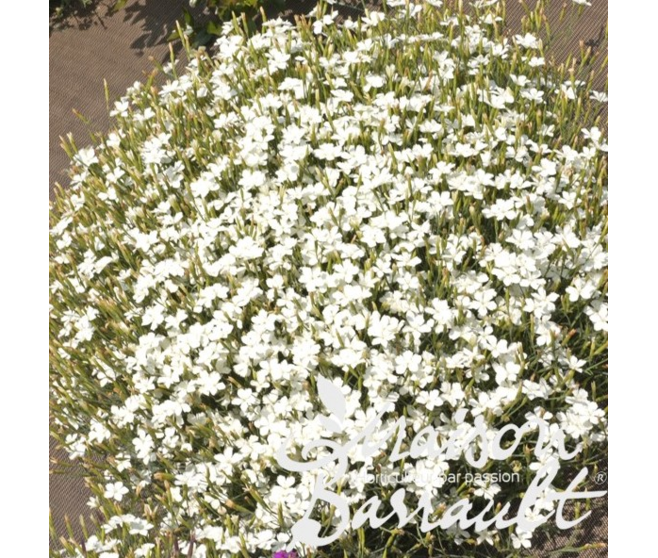 OEILLET DELTOIDE ALBA