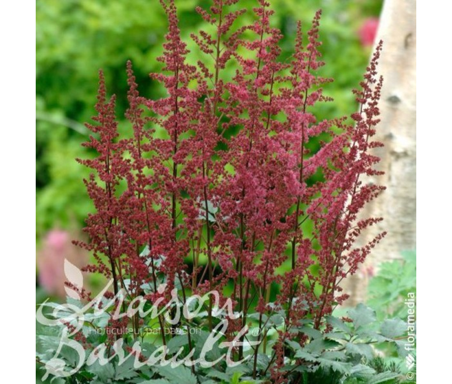 ASTILBE YOUNIQUE RED